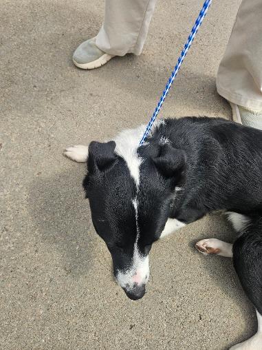 Enlarge Jack, a ADOPTABLE mixed breed in Norton, KS image 3/4