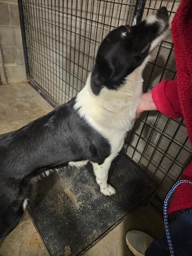 Jack, ADOPTABLE, Young Male Border Collie.