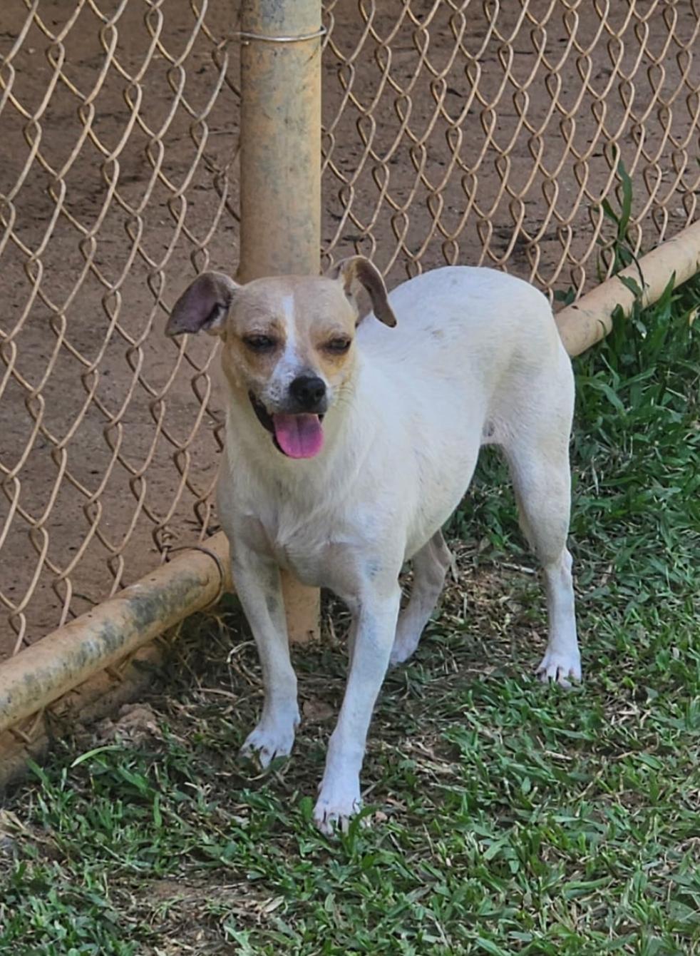 Carla, an adopted mixed breed in Virginia Beach, VA image 3/3