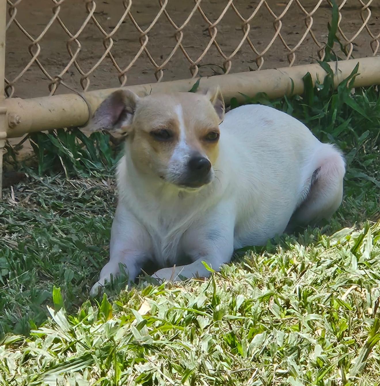 Carla, an adopted mixed breed in Virginia Beach, VA image 1/3