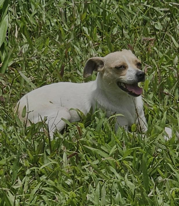 Carla, an adopted mixed breed in Virginia Beach, VA image 2/3