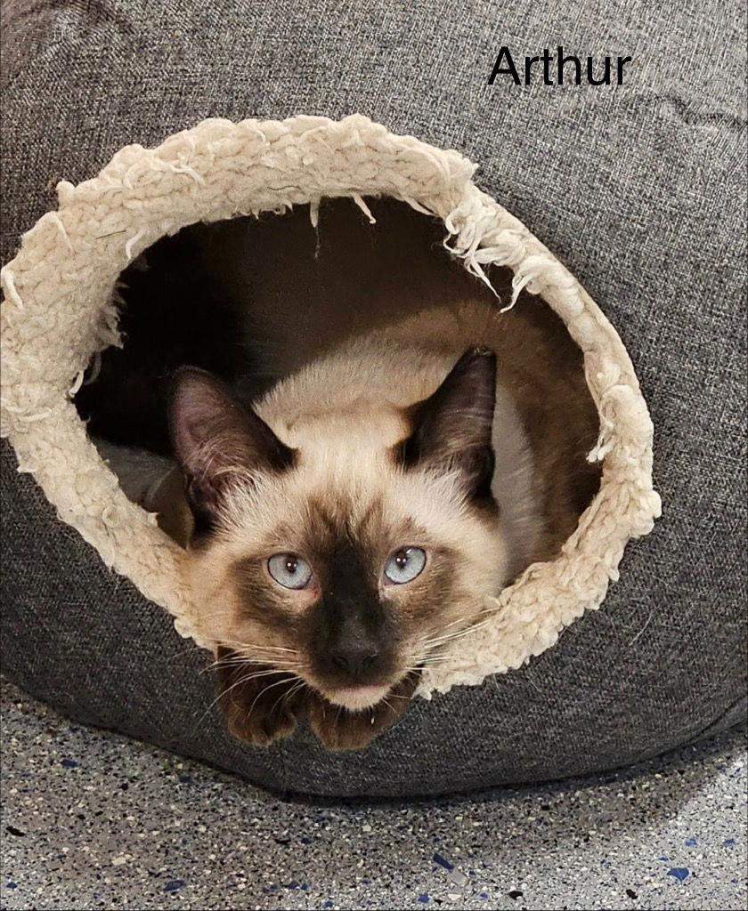 Arthur, Adoptable, Young Male Domestic Short Hair & Siamese.