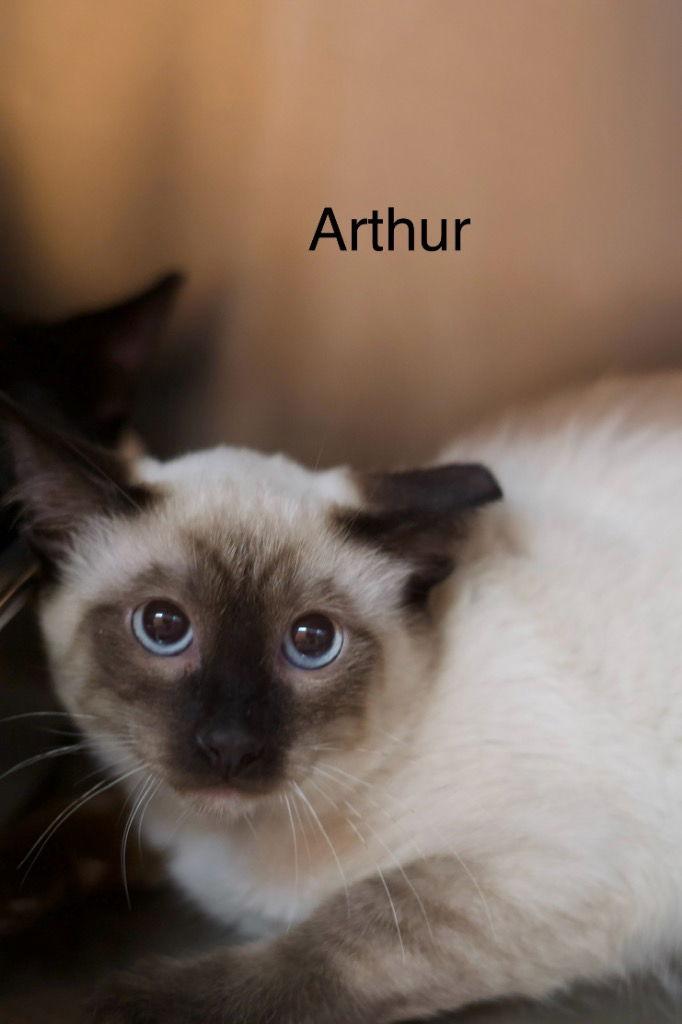 Arthur, a Adoptable mixed breed in Saint George, UT image 2/2
