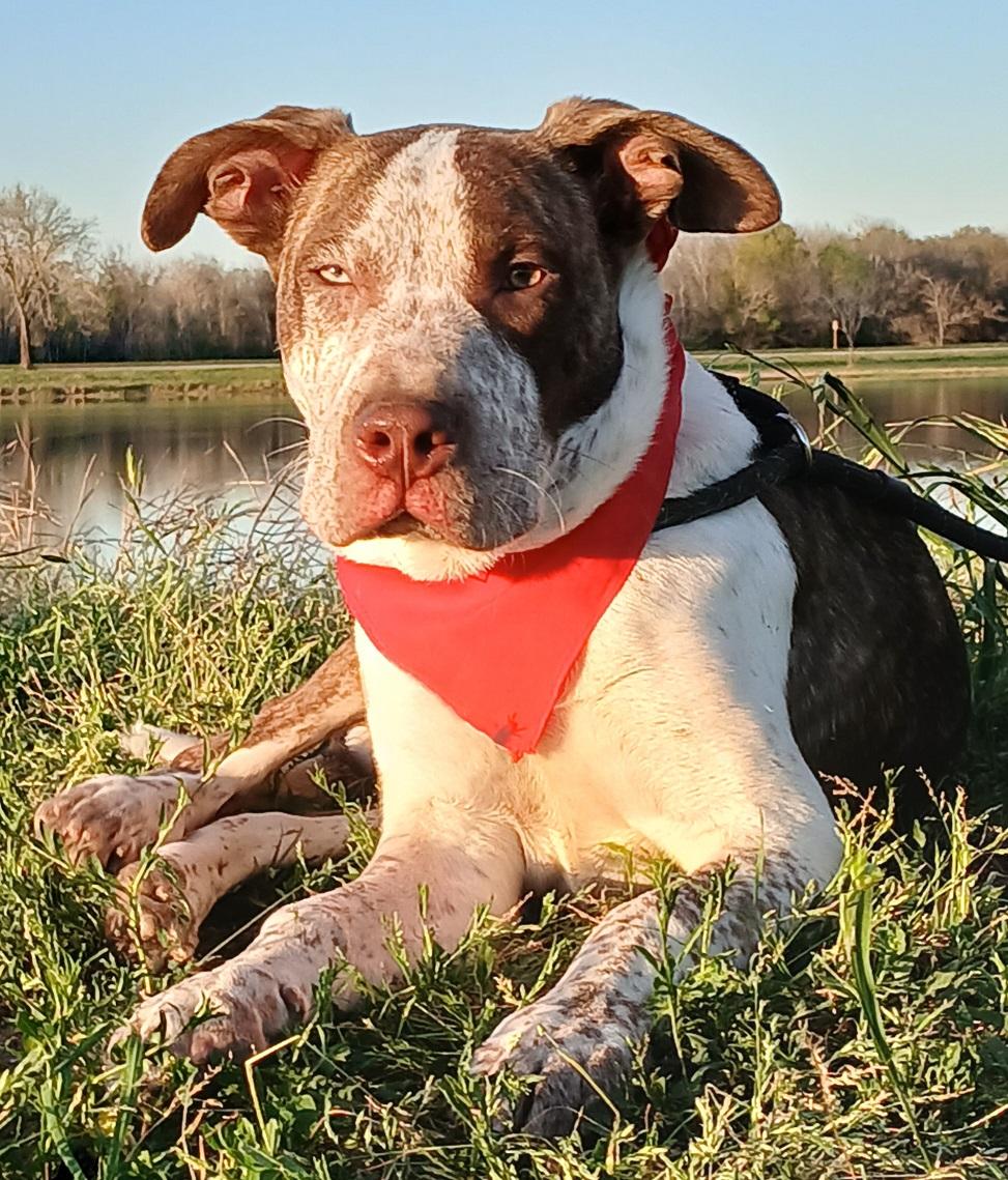 Ace - great with kids, super sweet and goofy pup!! (NH-7502291), a Adopted mixed breed in Windham, NH image 1/6