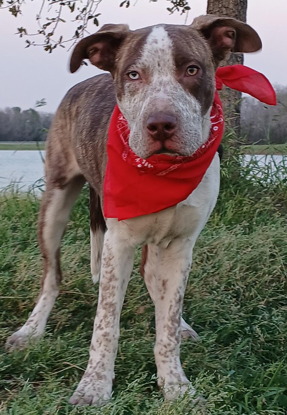 Ace - great with kids, super sweet and goofy pup!! (NH-7502291), a Adopted mixed breed in Windham, NH image 2/6