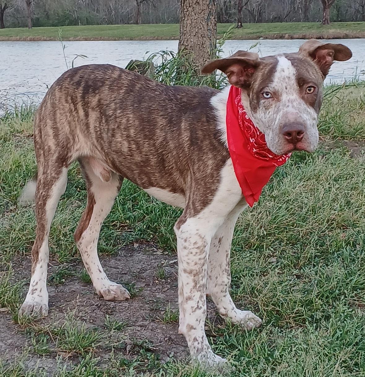 Ace - great with kids, super sweet and goofy pup!! (NH-7502291), a Adopted mixed breed in Windham, NH image 6/6