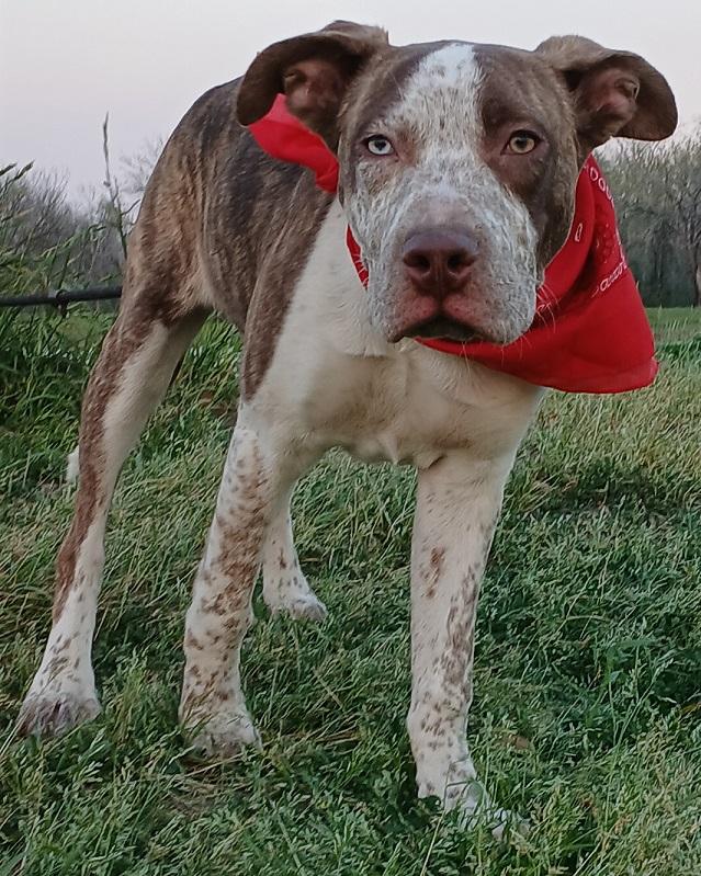 Ace - great with kids, super sweet and goofy pup!! (NH-7502291), a Adopted mixed breed in Windham, NH image 5/6