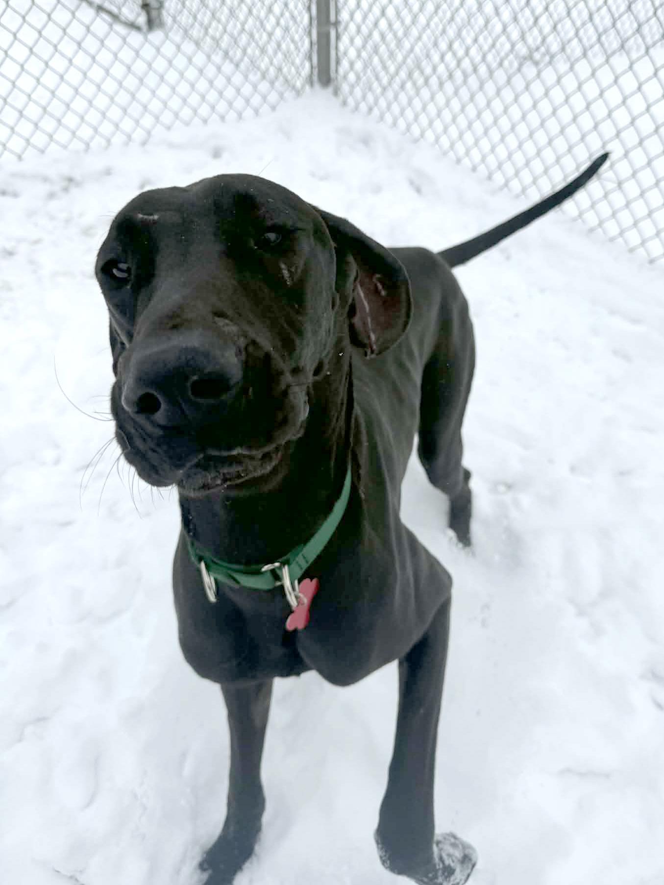 Enlarge Frenchie, a Adoptable Great Dane in Onalaska, WI image 1/6