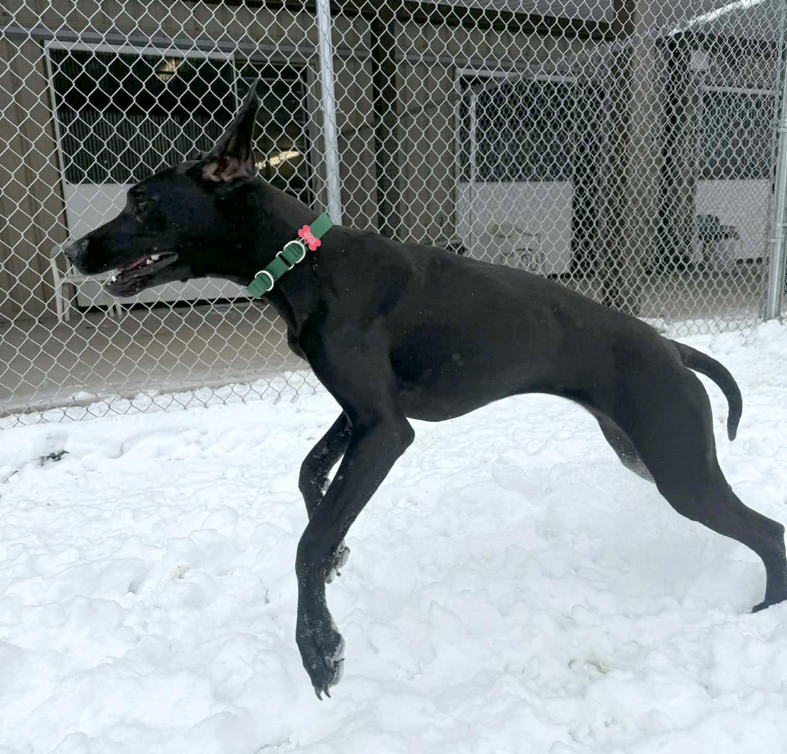 Enlarge Frenchie, a Adoptable Great Dane in Onalaska, WI image 2/6