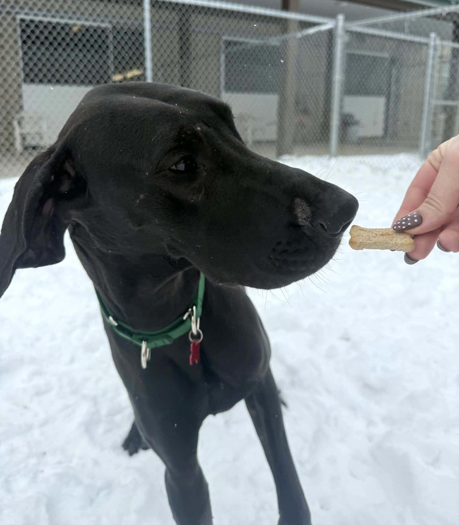 Enlarge Frenchie, a Adoptable Great Dane in Onalaska, WI image 3/6