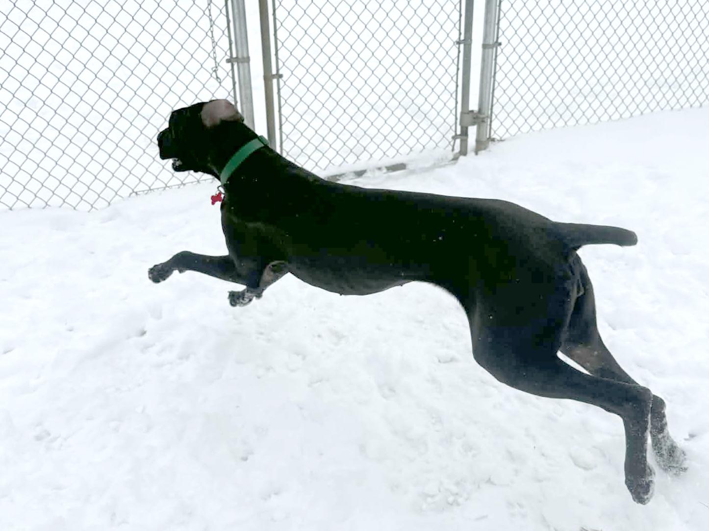 Enlarge Frenchie, a Adoptable Great Dane in Onalaska, WI image 5/6