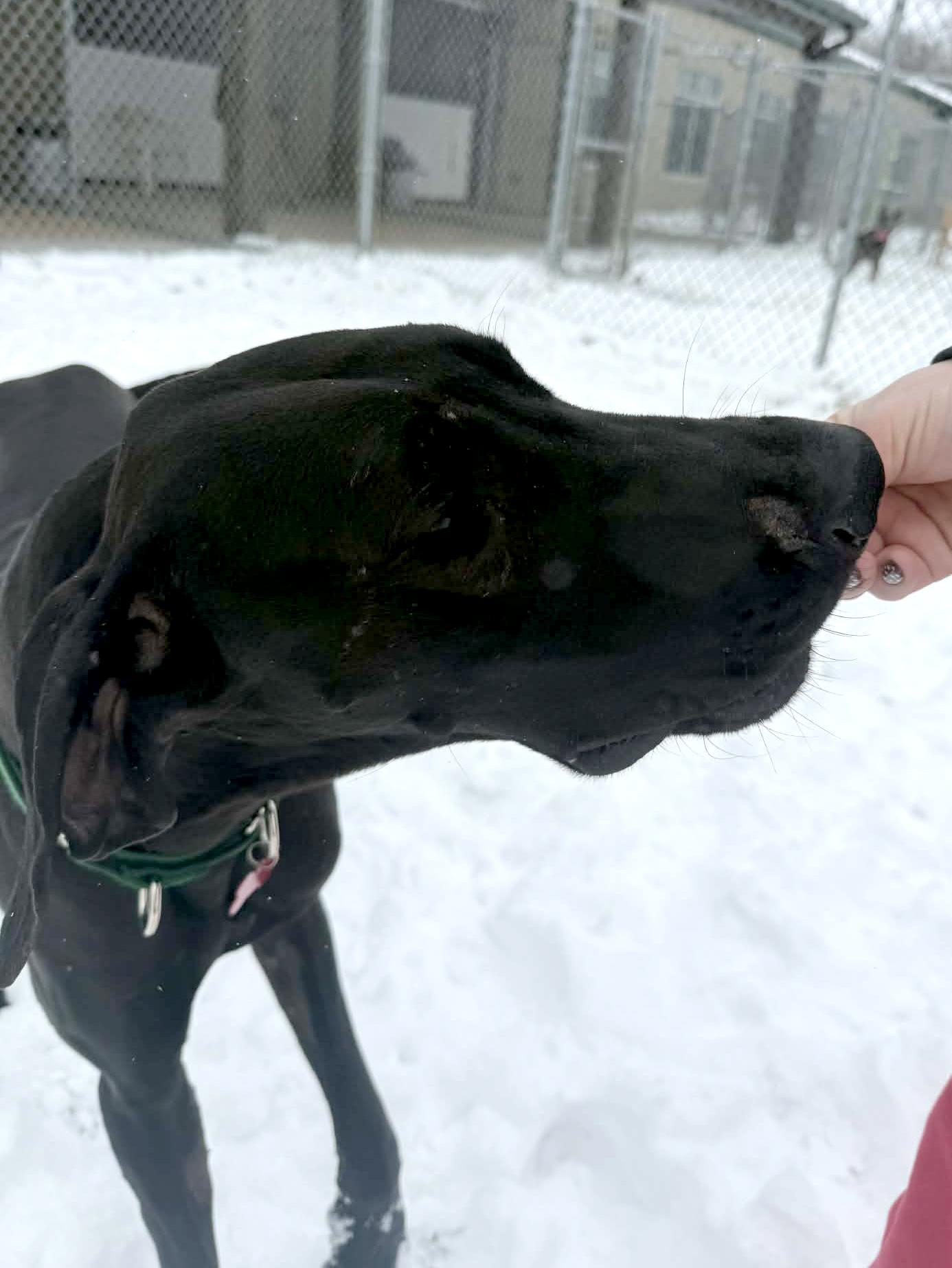 Enlarge Frenchie, a Adoptable Great Dane in Onalaska, WI image 6/6