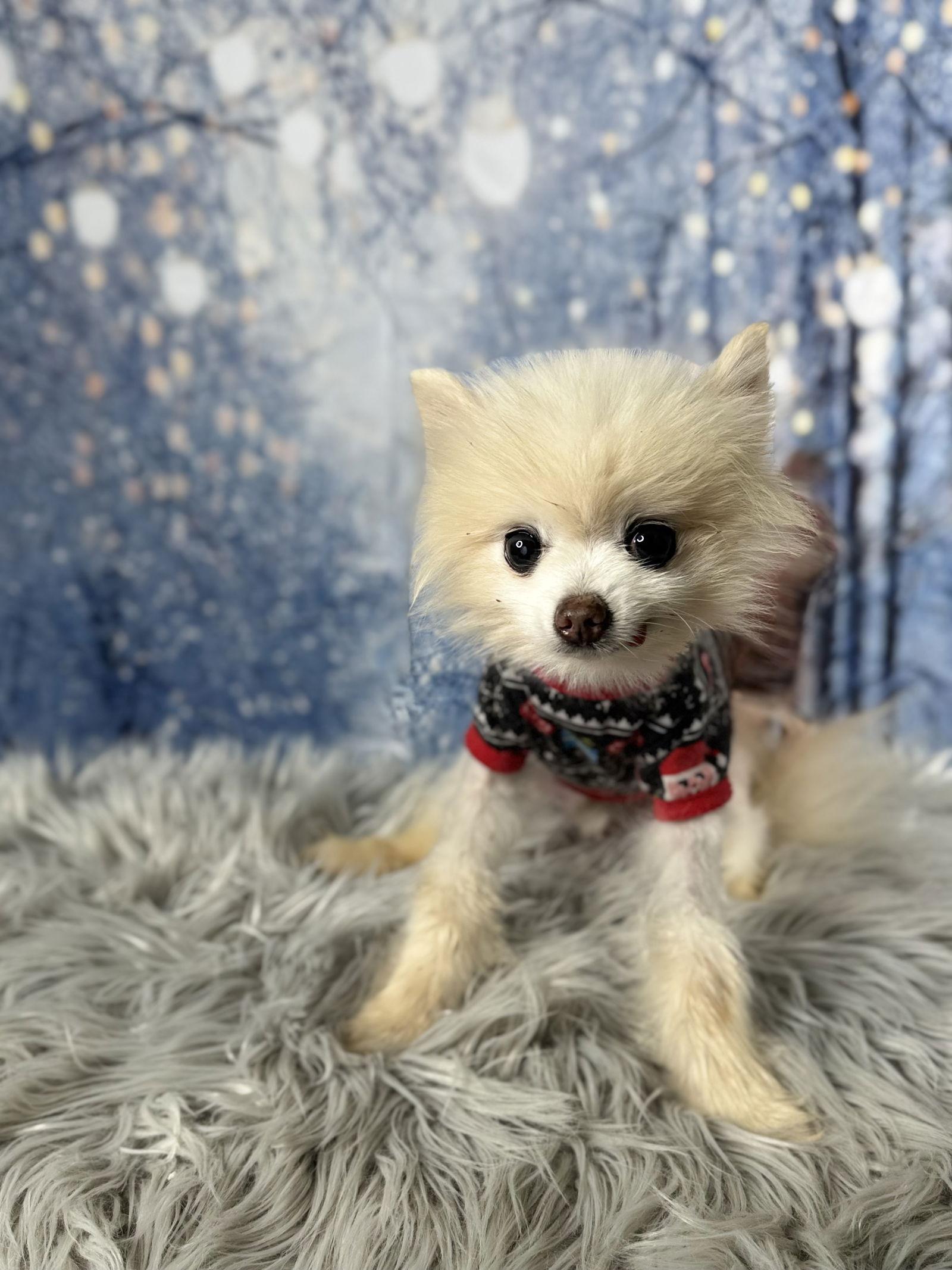 Bramble, Adoptable, Senior Male Pomeranian.