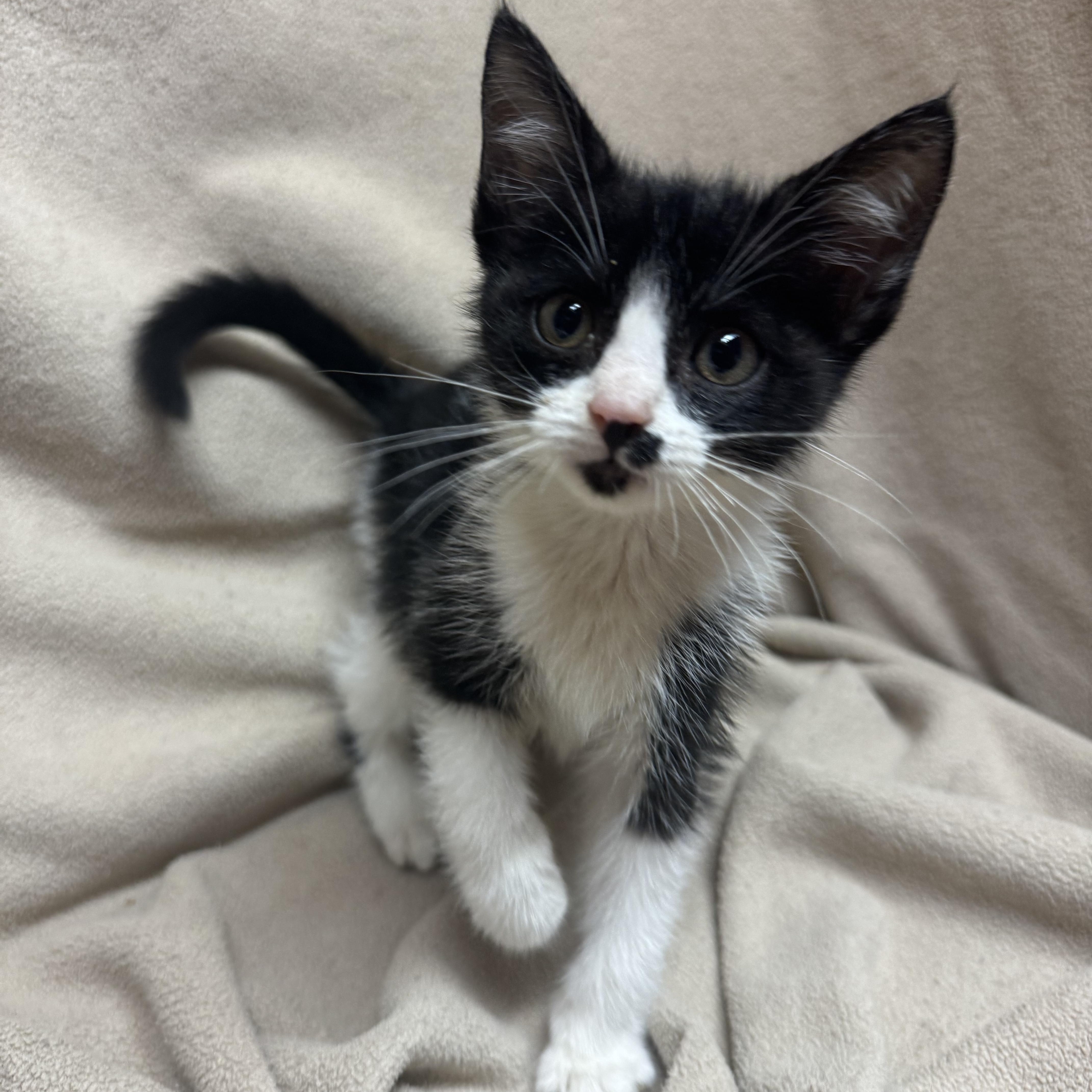 Two Tone Tilly, Baby Female Domestic Medium Hair
