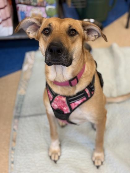 Retsuko, Adoptable, Adult Female Mixed Breed & Mixed Breed.
