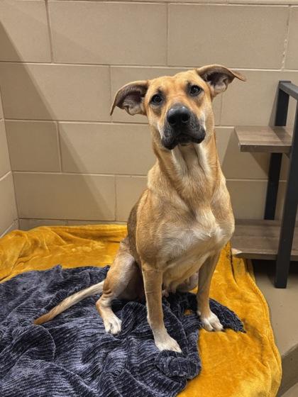 Retsuko, Adoptable, Adult Female Mixed Breed & Mixed Breed.