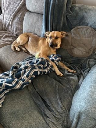 Retsuko, a Adoptable Mixed Breed in Knoxville, TN image 3/3