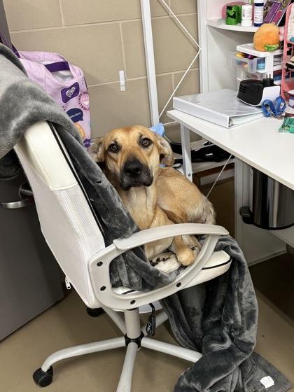 Enlarge Retsuko, a Adoptable Mixed Breed in Knoxville, TN image 2/3