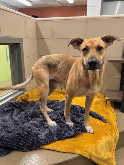 Enlarge Retsuko, a Adoptable Mixed Breed in Knoxville, TN image 3/3