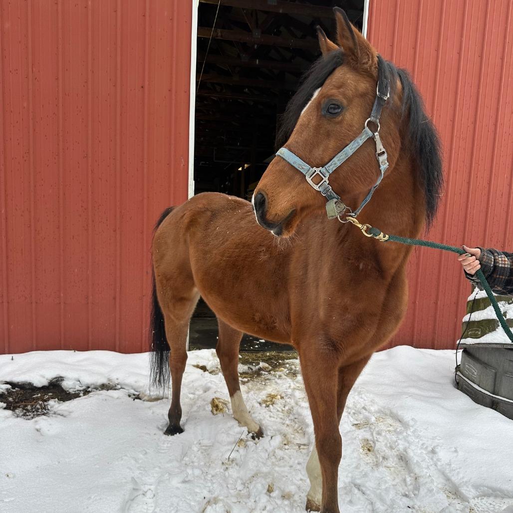 Enlarge Tango - Dare to Tango, a Adoptable Quarterhorse in Fairport, NY image 1/6