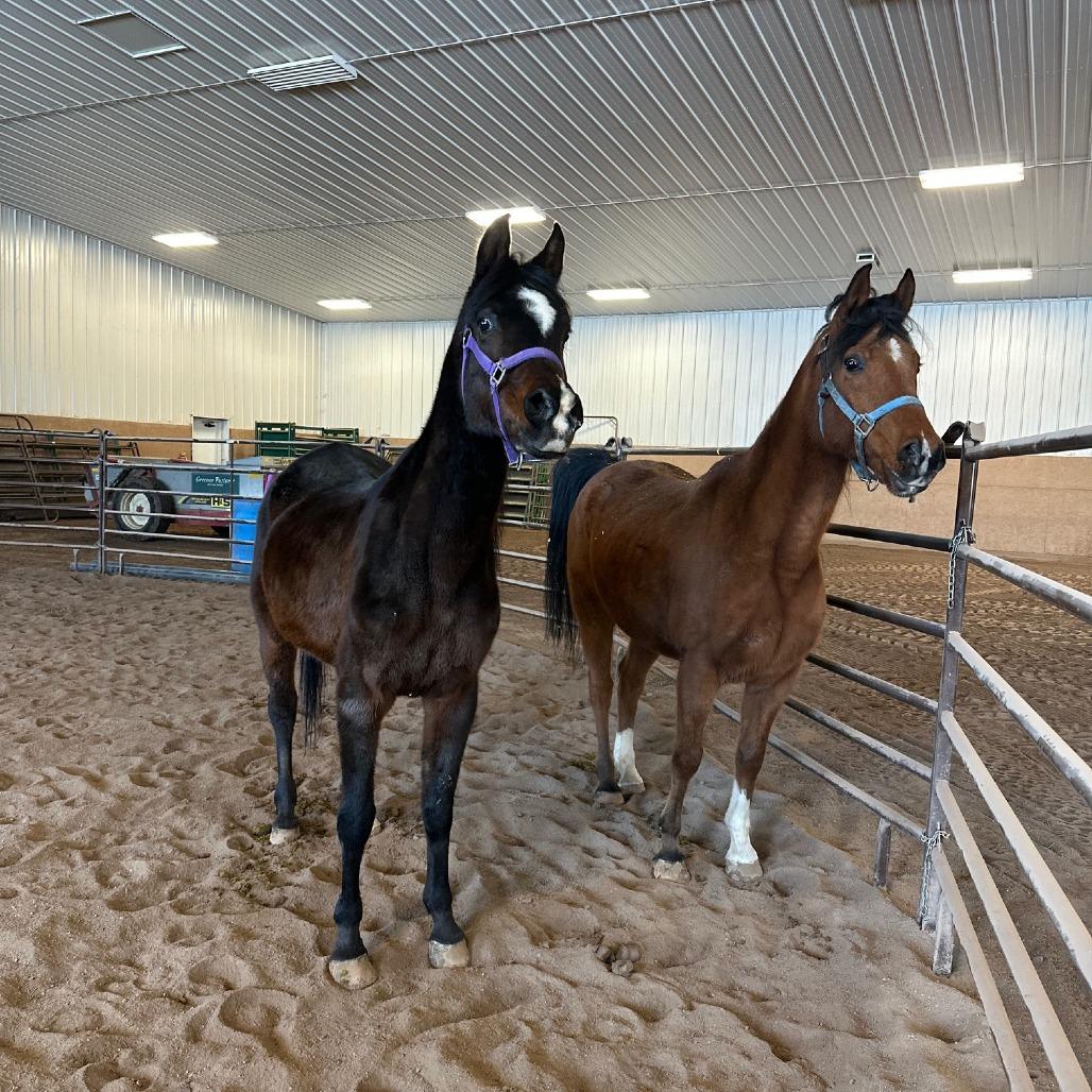 Enlarge Tango - Dare to Tango, a Adoptable Quarterhorse in Fairport, NY image 2/6