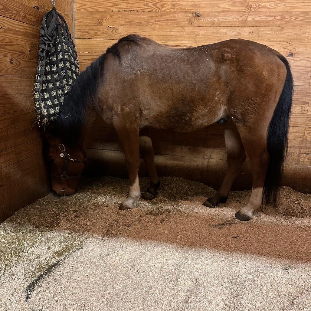 Enlarge Tango - Dare to Tango, a Adoptable Quarterhorse in Fairport, NY image 2/6