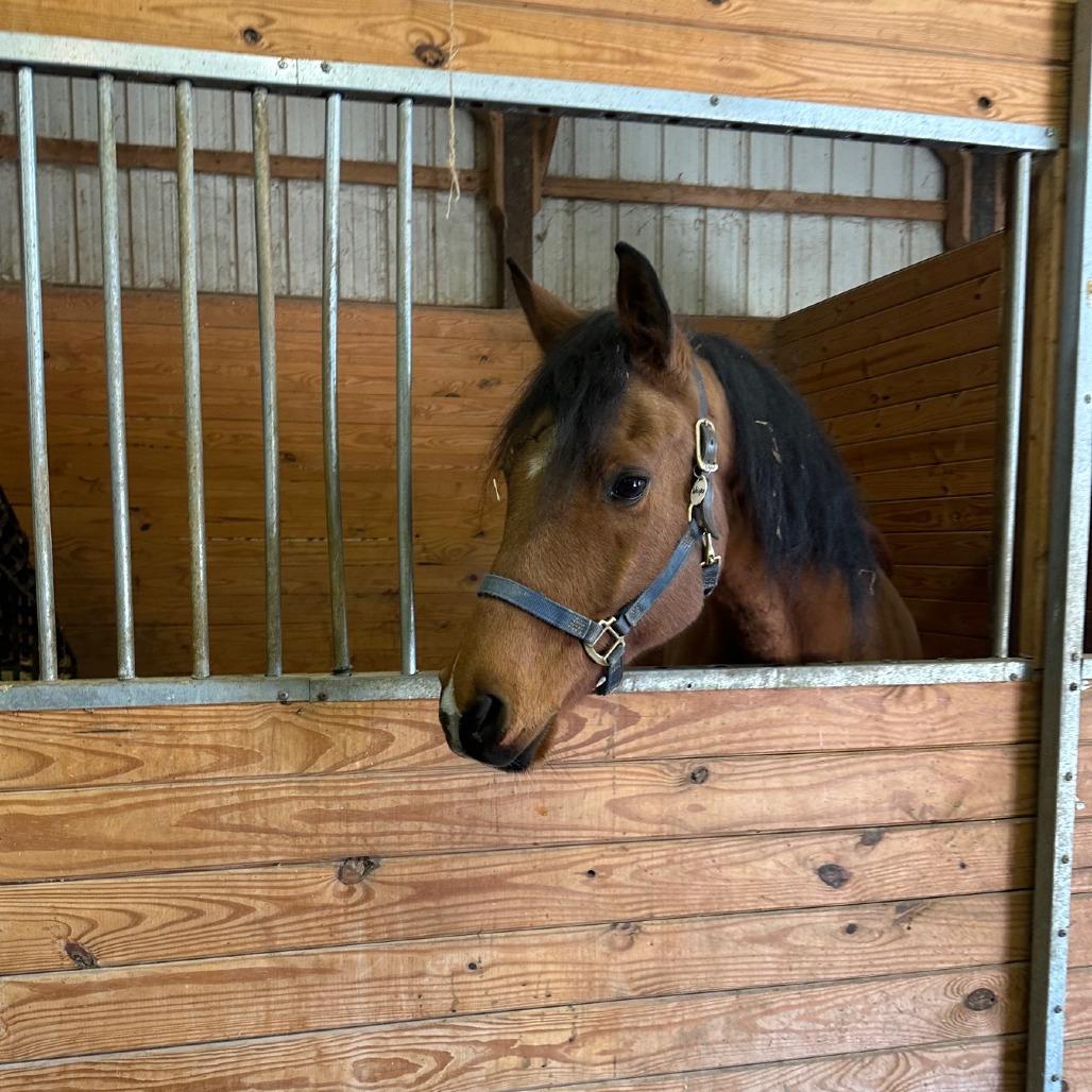 Enlarge Tango - Dare to Tango, a Adoptable Quarterhorse in Fairport, NY image 3/6