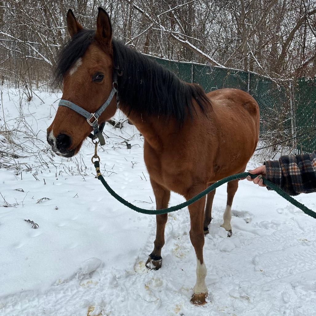 Enlarge Tango - Dare to Tango, a Adoptable Quarterhorse in Fairport, NY image 4/6