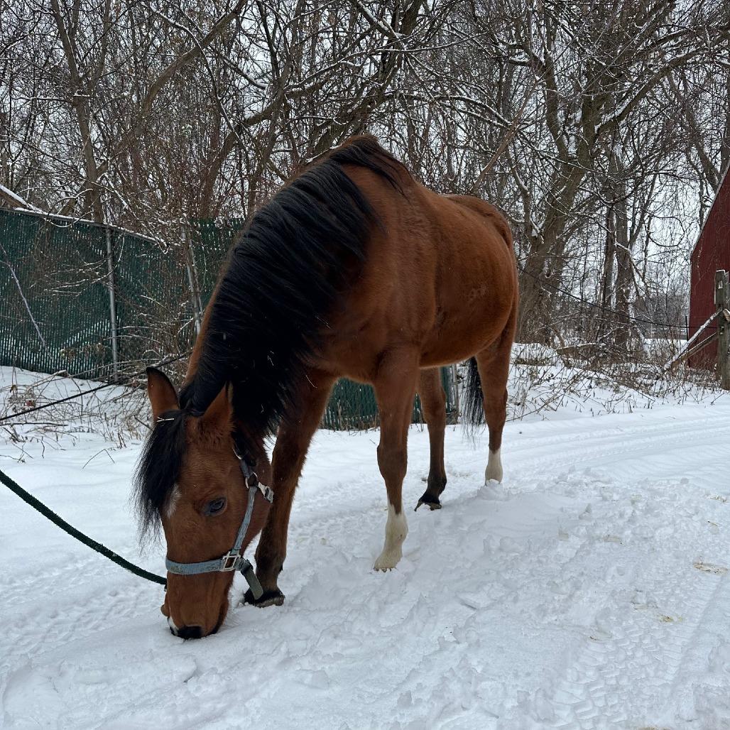 Enlarge Tango - Dare to Tango, a Adoptable Quarterhorse in Fairport, NY image 5/6