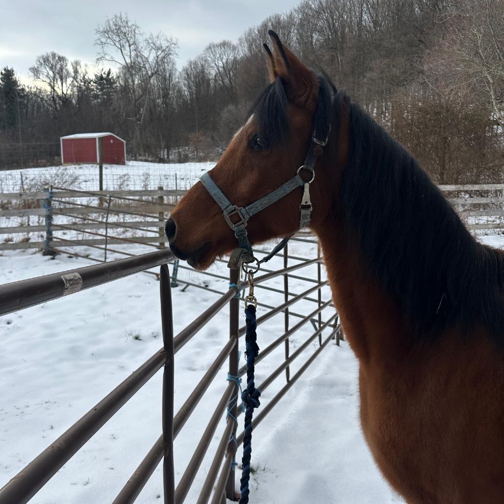 Enlarge Tango - Dare to Tango, a Adoptable Quarterhorse in Fairport, NY image 5/6
