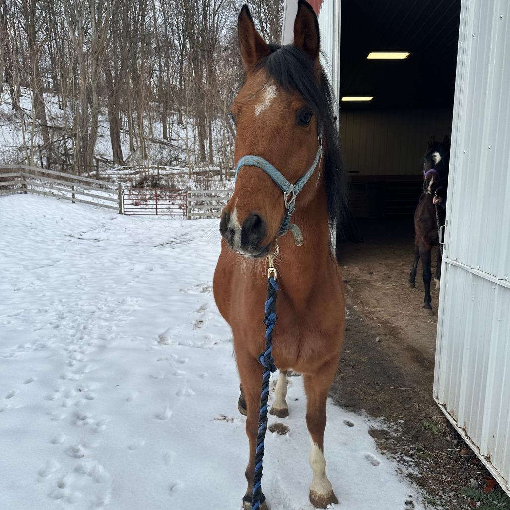 Enlarge Tango - Dare to Tango, a Adoptable Quarterhorse in Fairport, NY image 6/6