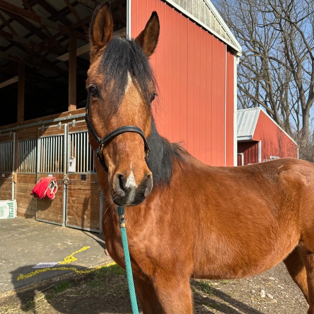 Enlarge Tango - Dare to Tango, a Adoptable Quarterhorse in Fairport, NY image 6/6