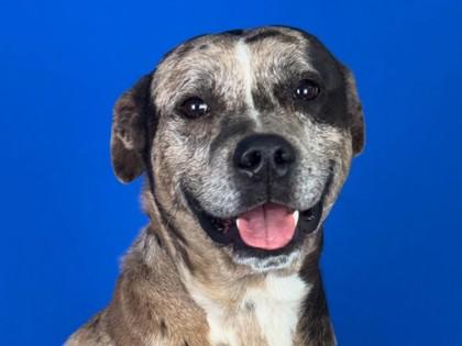Enlarge ACE, a Adoptable mixed breed in Port Allen, LA image 1/3