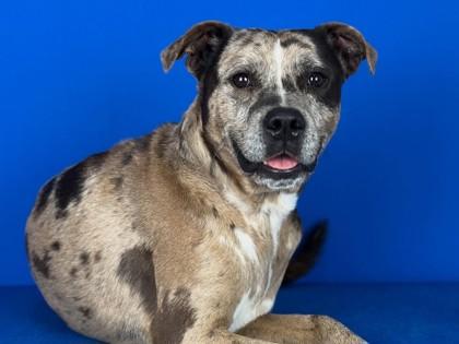 Enlarge ACE, a Adoptable mixed breed in Port Allen, LA image 2/3