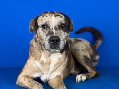 Enlarge ACE, a Adoptable mixed breed in Port Allen, LA image 3/3