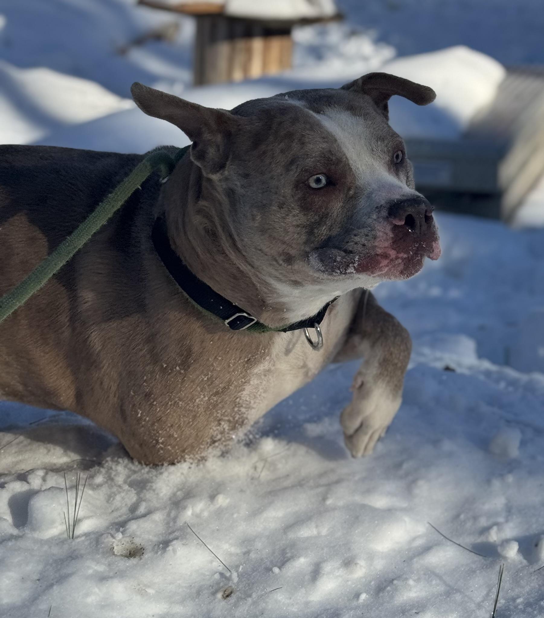 Dip N Dots, a Adoptable Mixed Breed in Vassalboro, ME image 2/3