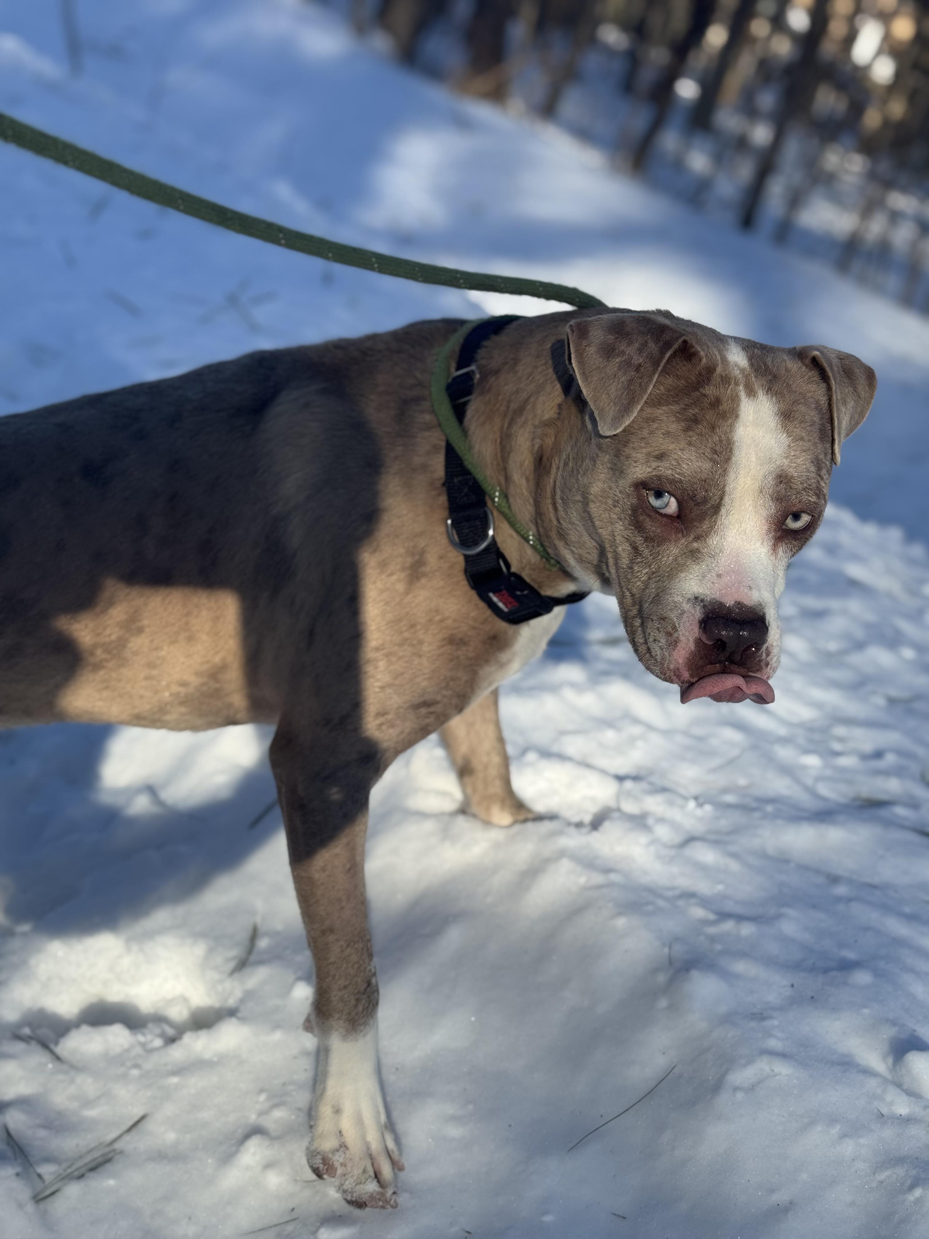 Dip N Dots, a Adoptable Mixed Breed in Vassalboro, ME image 3/3