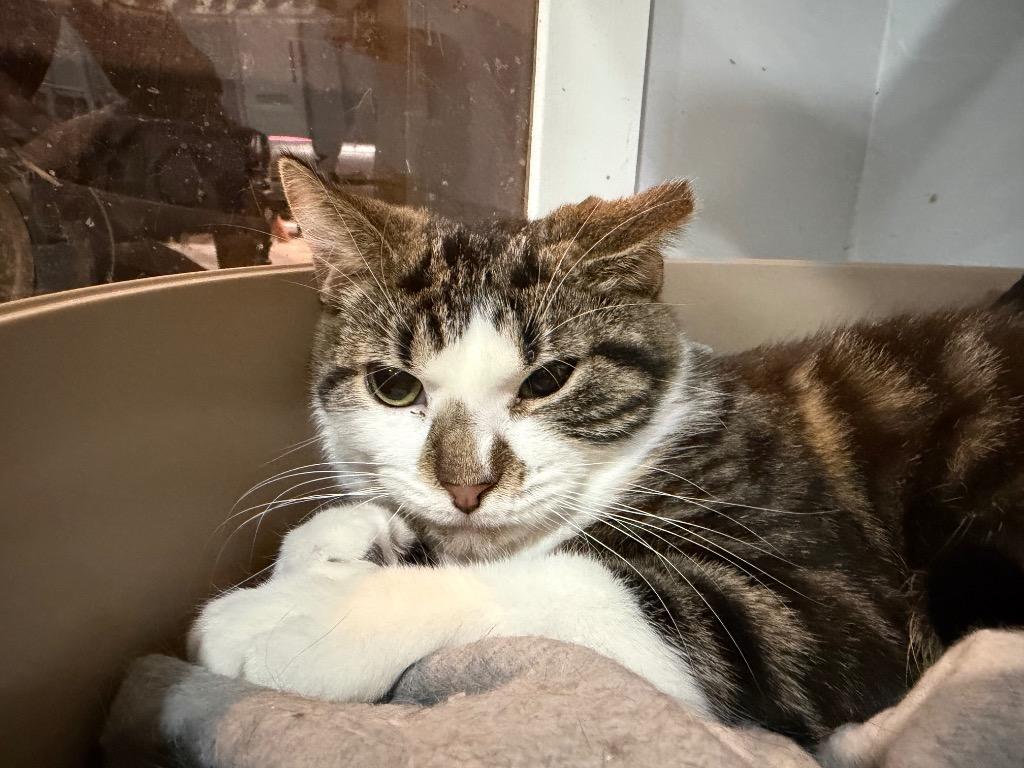 Grant, Adoptable, Young Male Domestic Short Hair.