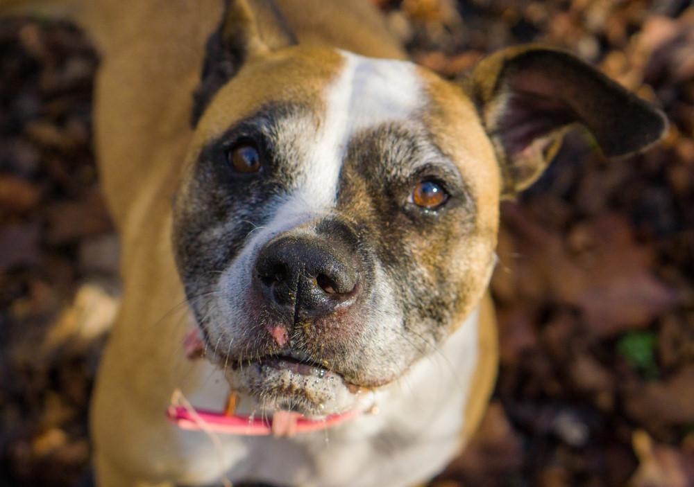 Peaches, Adoptable, Adult Female Boxer.