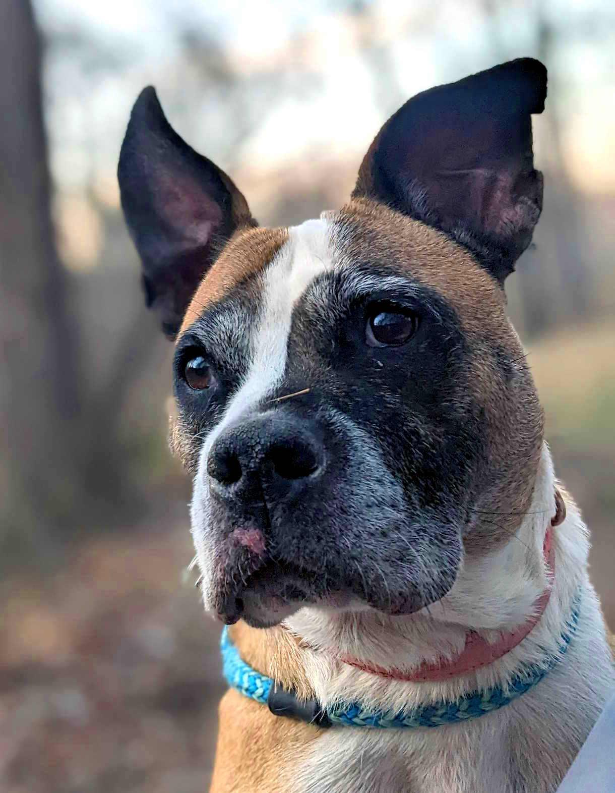 Enlarge Peaches, a Adoptable mixed breed in Reidsville, NC image 2/6