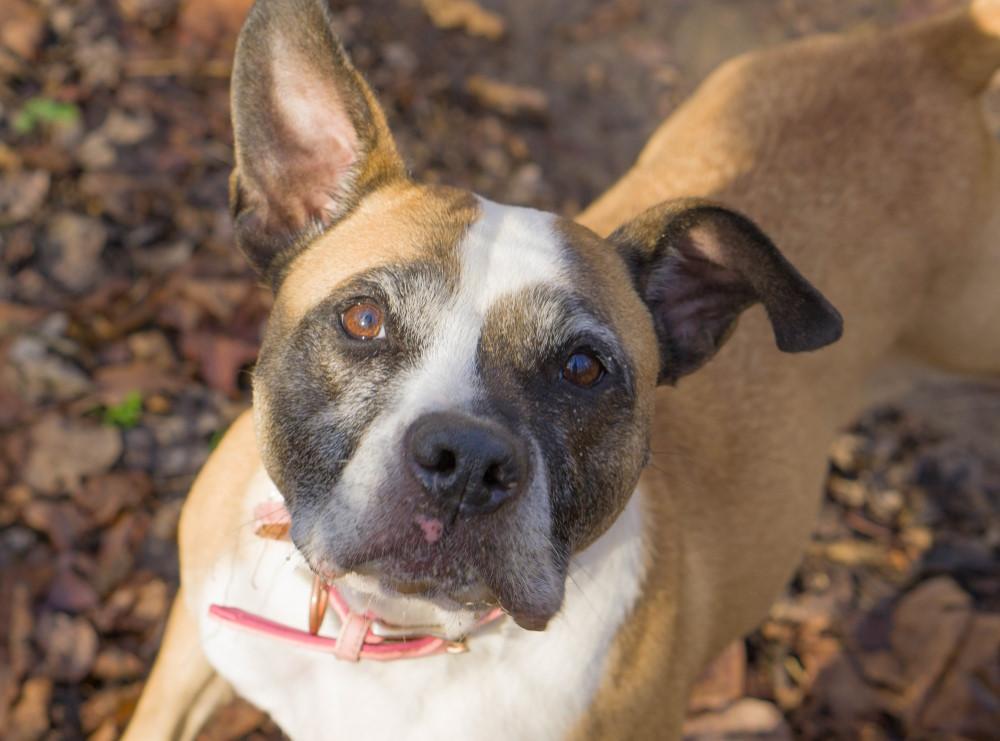 Enlarge Peaches, a Adoptable mixed breed in Reidsville, NC image 3/6