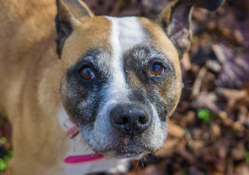 Peaches, Adoptable, Adult Female Boxer.
