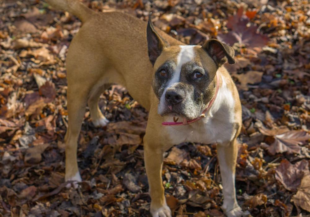Enlarge Peaches, a Adoptable mixed breed in Reidsville, NC image 6/6