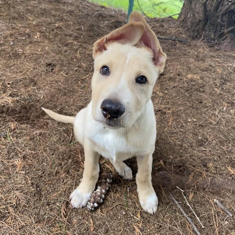 Artie, a Adoptable mixed breed in Hillsborough, NJ image 2/5