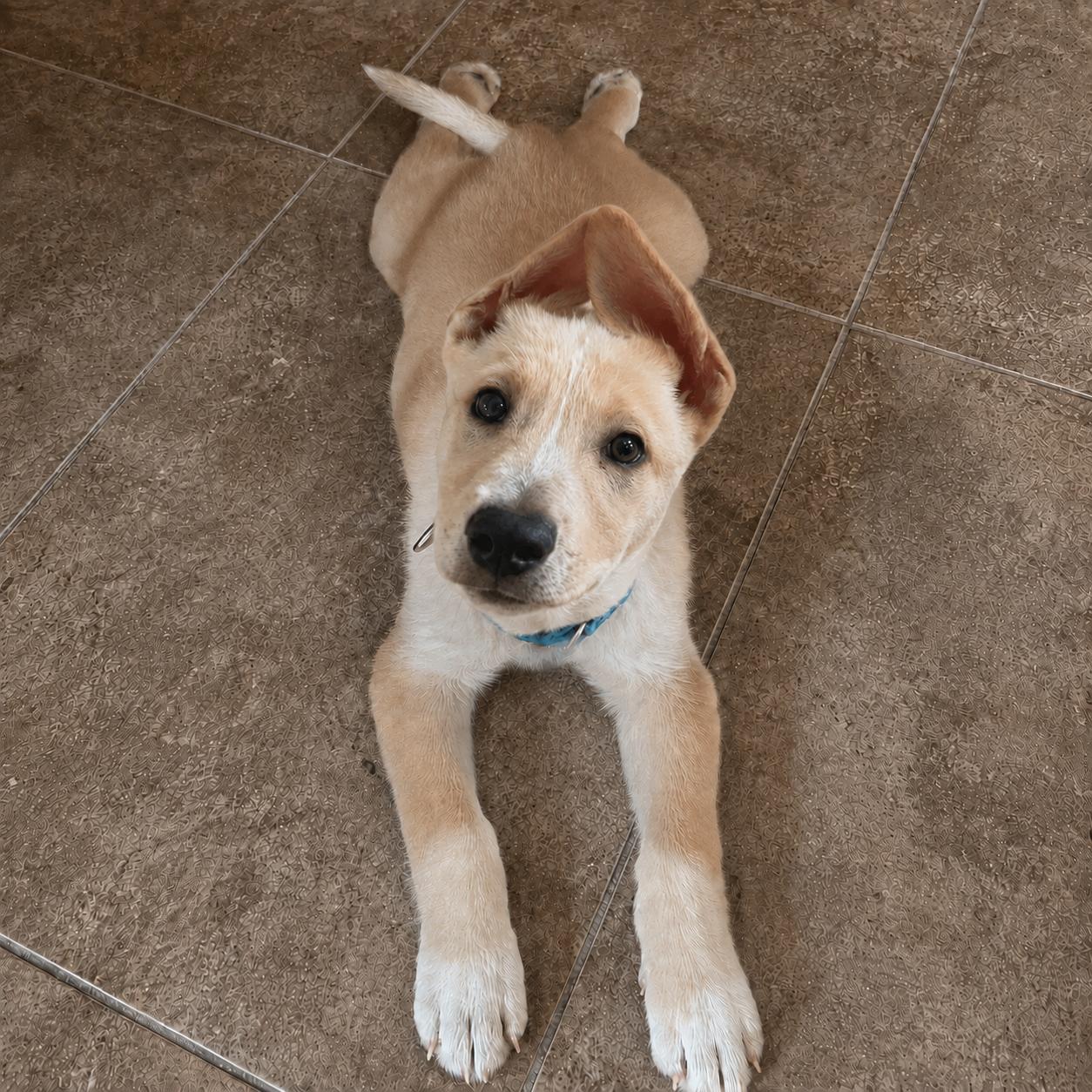 Artie, Adoptable, Puppy Male Yellow Labrador Retriever.