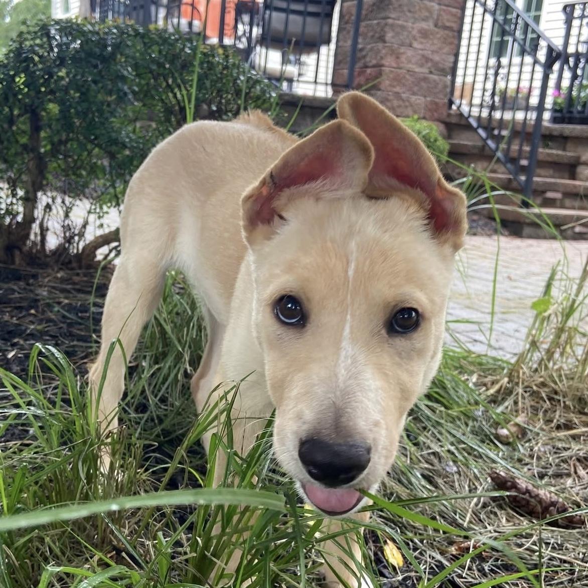 Artie, a Adoptable mixed breed in Hillsborough, NJ image 5/5