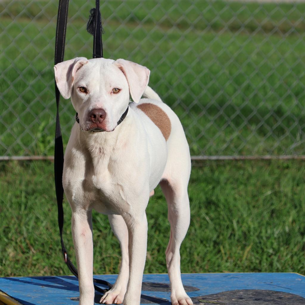 Grover, Adoptable, Adult Male American Staffordshire Terrier.