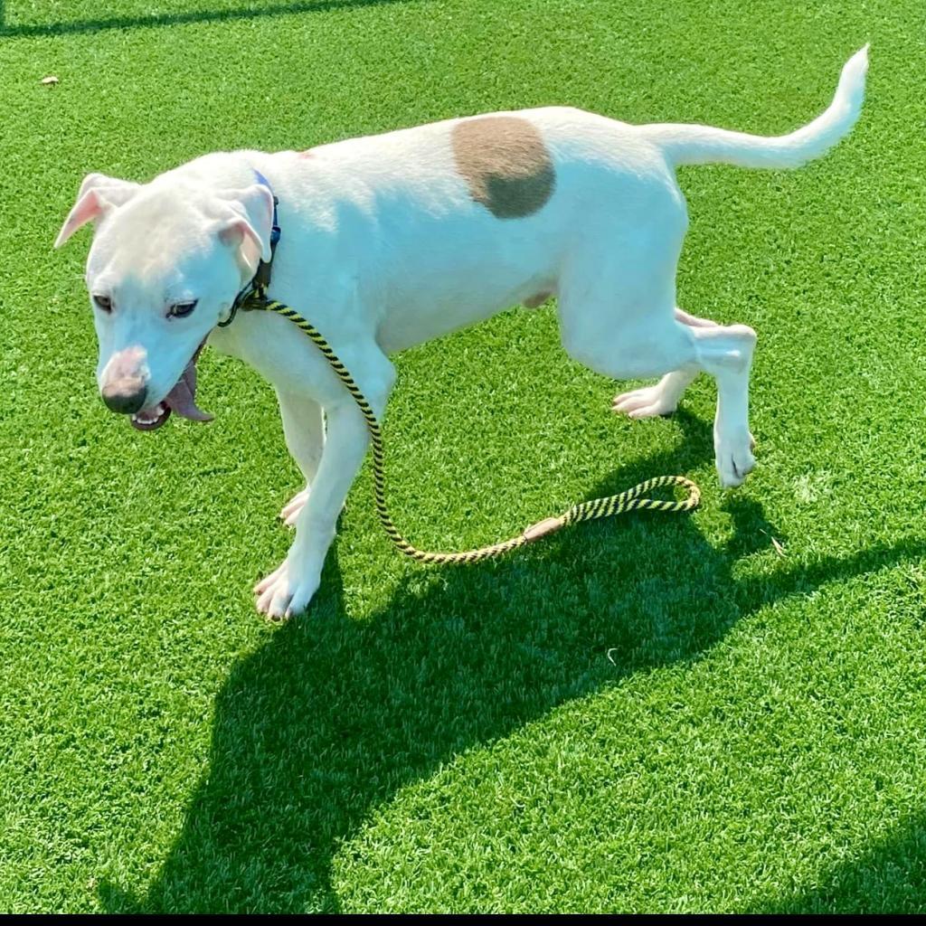 Grover, a Adoptable American Staffordshire Terrier in La Grange, KY image 3/6