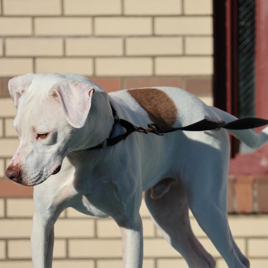 Grover, a Adoptable American Staffordshire Terrier in La Grange, KY image 4/6