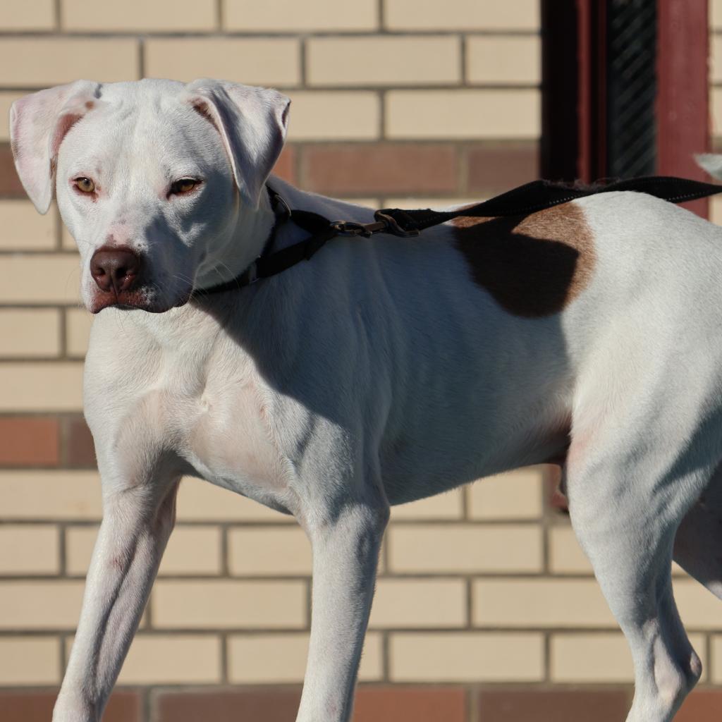 Grover, a Adoptable American Staffordshire Terrier in La Grange, KY image 5/6